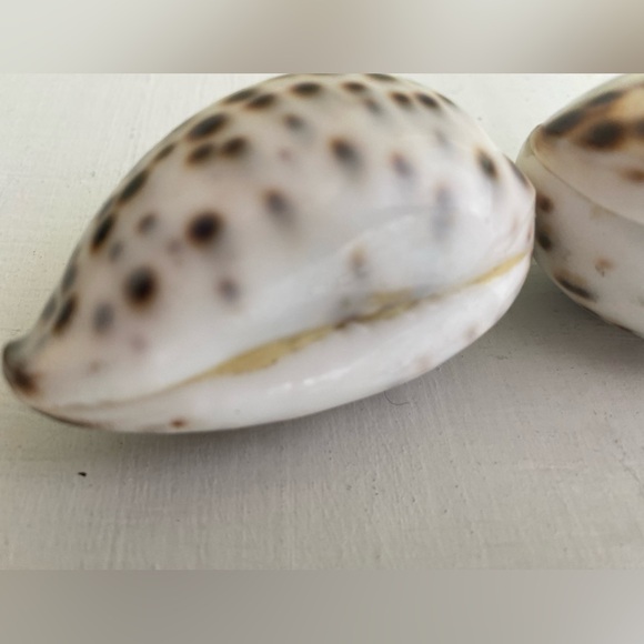 Mini Salt 🧂and Pepper Converted Shell 🐚 Shakers with Mother-of-Pearl Flip Lids - Picture 5 of 10